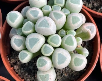 50x FENESTRARIA aurantiaca Seeds, Baby Toes, Rare Succulent Plant Seeds, Indoor Garden Seeds, Botanical Gift, Plant Enthusiast, Cacti