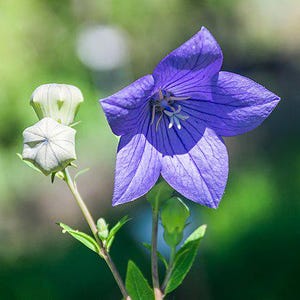 25x Platycodon Grandiflorus Seeds, Balloon Flower Seeds, Garden Planting, Perennial Flower, Easy Grow, Gardening Gift