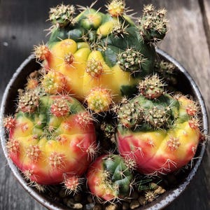 20x Gymnocalycium Variegata Seeds, Moon Cactus Seeds, Succulent Seeds, Unique Plant Seeds, Gardening Enthusiast, Collector Gift, rare