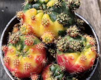 20x Gymnocalycium Variegata Seeds, Moon Cactus Seeds, Succulent Seeds, Unique Plant Seeds, Gardening Enthusiast, Collector Gift, rare