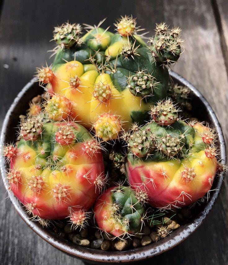 20x Gymnocalycium Variegata Seeds, Moon Cactus Seeds, Succulent Seeds,  Unique Plant Seeds, Gardening Enthusiast, Collector Gift, Rare - Etsy