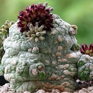 South African Succulents - Etsy