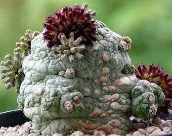 Pseudolithos eylensis, migiurtinus seeds. Not cubiformis. Extremely rare succulent/caudiciform native to South Africa.