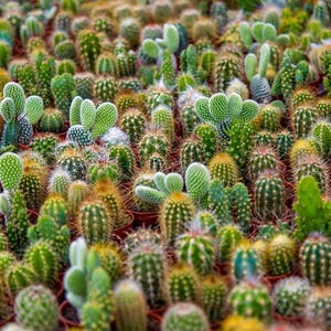 50 Seeds - Cactus Seed Mix Variety Pack, Desert Plant Seeds, Succulent Garden Kit, Plant Lover Gift, Botanical Seeds