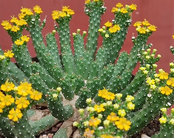 5 x Euphorbia inermis seeds - Medusa Head Succulent