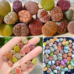 50x Living Stone Lithops Seed Assortment, Rare Cactus Plant Seeds, Gardener&#39;s Dream, Rare Cactus Seed Variety Pack