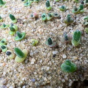Monilaria Moniliformis Seeds, Succulent Seeds, Variety#052 - Mays