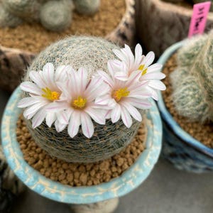 25x Mammillaria Lenta Seeds, Cactus Seeds, Rare Cacti, DIY Plant, Succulent Garden, Indoor Succulent, Gift for Gardeners