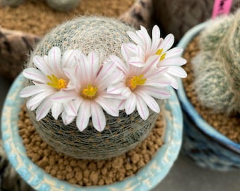 25x Mammillaria Lenta Seeds, Cactus Seeds, Rare Cacti, DIY Plant, Succulent Garden, Indoor Succulent, Gift for Gardeners