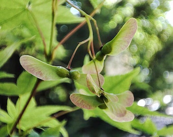 plant pecan tree from seed Pecan Seedling Trees