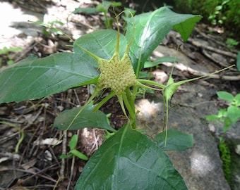 Dorstenia cuspidata – 5 Seeds