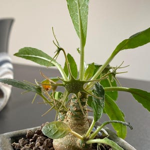 10x Rare Dorstenia Lancifolia Plant Seeds, Unique Caudex Succulent, Indoor Plant Seeds, Botanical Collector, Garden Gift