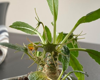 10x Rare Dorstenia Lancifolia Plant Seeds, Unique Caudex Succulent, Indoor Plant Seeds, Botanical Collector, Garden Gift
