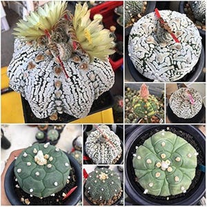 20x Astrophytum Mixed Hybrid Seeds, Cacti Planting Seeds, Succulent Garden, Rare Cactus Variety, Exotic Seed Pack