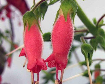 Sinningia sellovii – 20 Seeds