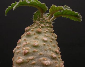 10x Exotic Dorstenia Crispa Seeds, Rare Plant Cultivation, Indoor Greenery, Gardener Gift, Unusual Plant Seeds, Gift for Growers