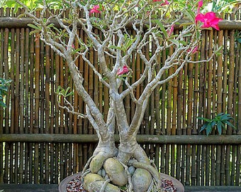 10 x Adenium obesum Seed (Desert Rose), mixed colors, Caudex Plant.
