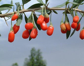 Lycium chinense (Goji Berry) – 30 Seeds