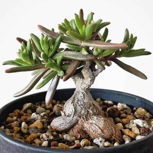 May include: A small succulent plant with green leaves and a thick, gnarled trunk. The plant is potted in a black pot with a brown and white gravel-like material.