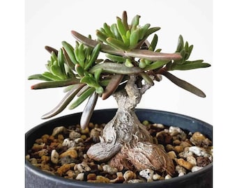 50x Delosperma Napiforme Seeds, Caudex Collector Seeds, Mesemb Succulent Seeds, Rare Plant Seeds, Garden Enthusiast Gift