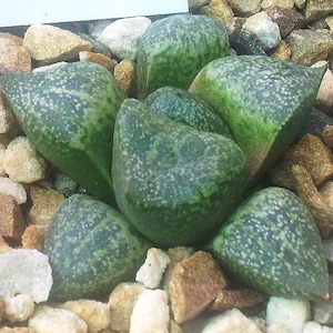 10x Haworthia picta Seed, Rare Succulent Seed, Unique Houseplant Seed, Indoor Plant Seed, Succulent Gift, Gardening Gift
