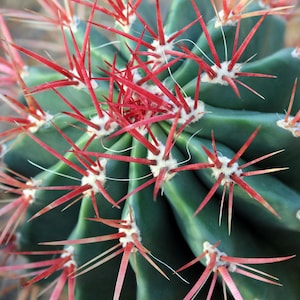 50x Ferocactus Retispinus Seeds, Desert Cactus Seeds, Succulent Garden Starter, Grow Your Own Cactus, Eco-Friendly Garden