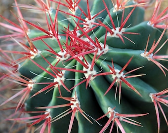 50x Ferocactus Retispinus Seeds, Desert Cactus Seeds, Succulent Garden Starter, Grow Your Own Cactus, Eco-Friendly Garden
