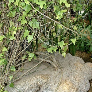 5x Gerrardanthus Macrorhizus Seeds, Bigfoot Plant, Rare Caudex Seeds, Exotic Plant, Succulent Garden, Unique Seeds