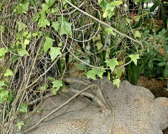 5x Gerrardanthus Macrorhizus Seeds, Bigfoot Plant, Rare Caudex Seeds, Exotic Plant, Succulent Garden, Unique Seeds