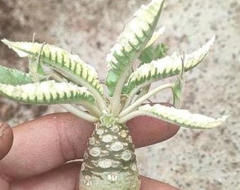 10x Dorstenia "Oneshowpe" seeds, rare variegated form of D. foetida.