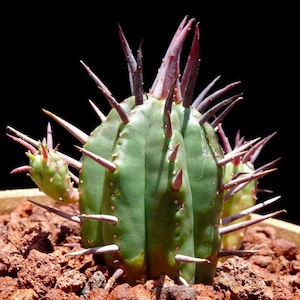 10x Euphorbia Ferox Seeds, Unique Succulent Seeds, Indoor Plant Seeds, Rare Cactus Seeds, Gardening Gift, Plant Enthusiast