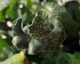 Dorstenia contrajerva – 10 Seeds