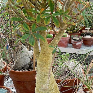 5x Dorstenia gigas Seeds, Socotran Fig, Rare Plant Seeds, Unique Succulent, Collectible Seeds, Exotic Garden, Rarely offered