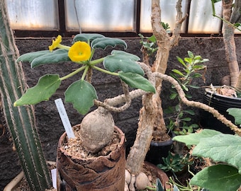 5x Uncarina Roeoesliana Seeds, Rare Plant Seeds, Hard to Find Seeds, Unique Succulent Seeds, Exotic Garden Addition