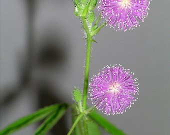 100x Mimosa Pudica (Sensitive Plant) seeds.