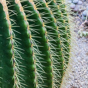 50x Echinocactus grusonii Seeds, Golden Barrel Cactus, Cacti Seeds, Succulent Seeds, Desert Plant, Gardening, Home Decor