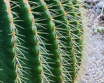 50x Echinocactus grusonii Seeds, Golden Barrel Cactus, Cacti Seeds, Succulent Seeds, Desert Plant, Gardening, Home Decor