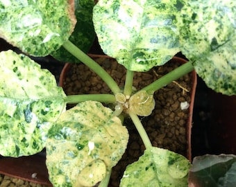 10x Variegated Dorstenia Foetida Seeds! Fun Caudex Plant, fast grower!