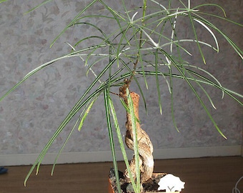 10x Brachychiton rupestris Seeds -Queensland Bottle tree, Bonsai/Caudex.