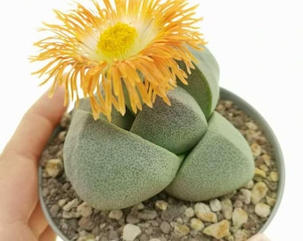 15 x Pleiospilos nelii seed - Split Rock plant