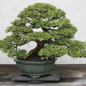 25x Hinoki Cypress Seed, Chamaecyparis obtusa Bonsai, Japanese Cypress Planting, Bonsai Supply, Home Gardening, Evergreen