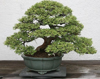 25x Hinoki Cypress Seed, Chamaecyparis obtusa Bonsai, Japanese Cypress Planting, Bonsai Supply, Home Gardening, Evergreen