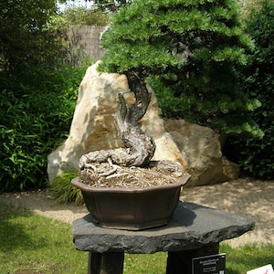 May include: A bonsai tree with green needles and a twisted trunk sits in a brown ceramic pot. The pot rests on a dark gray stone table supported by wooden legs. The background features greenery and a large rock.