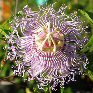 10x Rare Passionflower Seeds, Passiflora Incarnata, Unique Plants, Gardening Gift, Decorate Your Garden, Exotic, Vibrant Flora, Easy