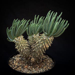 15x Tylecodon Wallichii Seeds, Winter Grower Seeds, Rare Caudex Seeds, Succulent Plants, Exotic Seed Collection