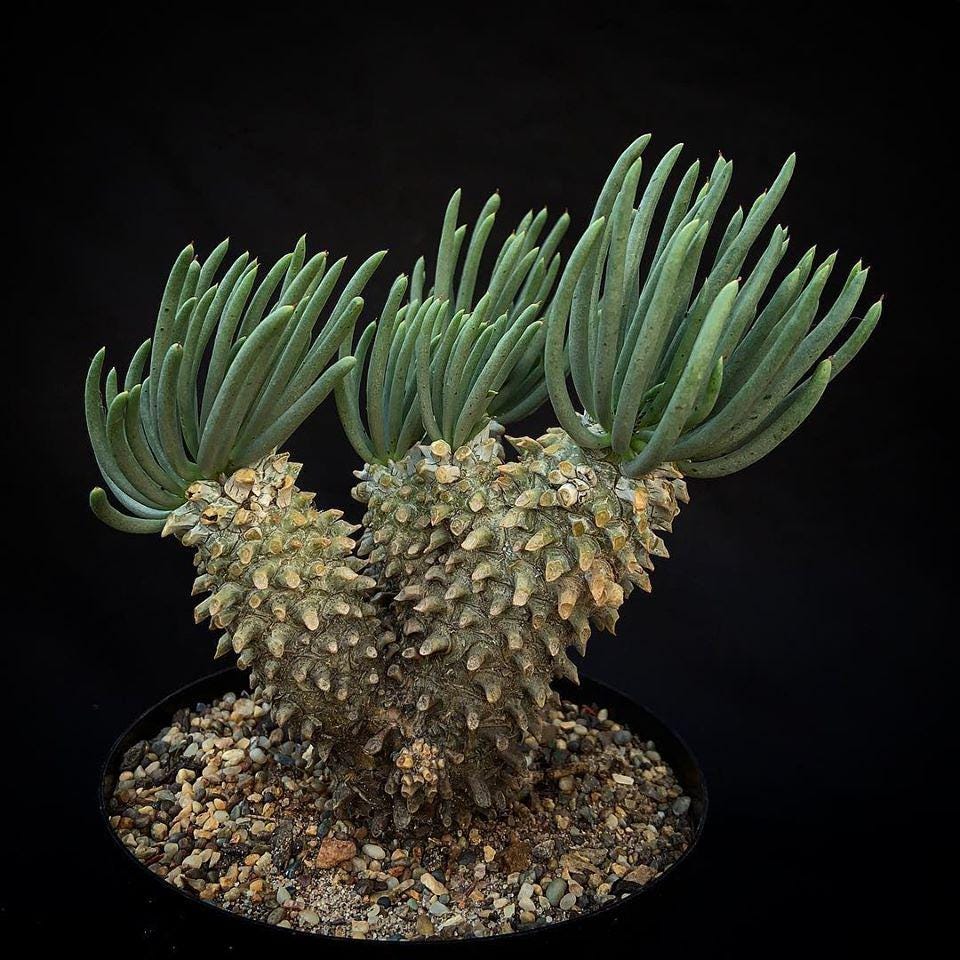 15x Tylecodon Wallichii Seeds, Winter Grower Seeds, Rare Caudex Seeds, Succulent Plants, Exotic Seed Collection