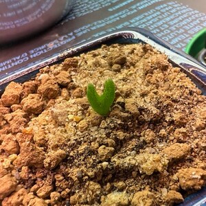 Monilaria Moniliformis Seeds, Succulent Seeds, Variety#052 - Mays