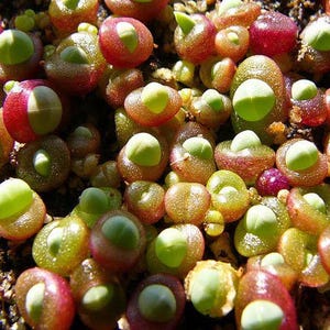 May include: Close-up of a cluster of colorful succulent plants. The small, rounded leaves display a mix of green, red, and brown hues. Each leaf has a distinctive shape and texture, creating a visually appealing pattern. The plants are in a natural setting.