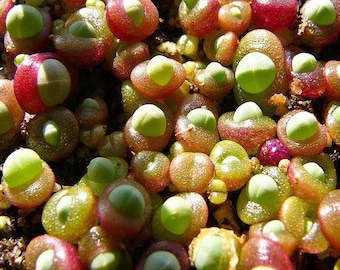 Gibbaeum comptonii – 20 Seeds, Mesemb Plant.