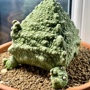 South African Succulents - Etsy